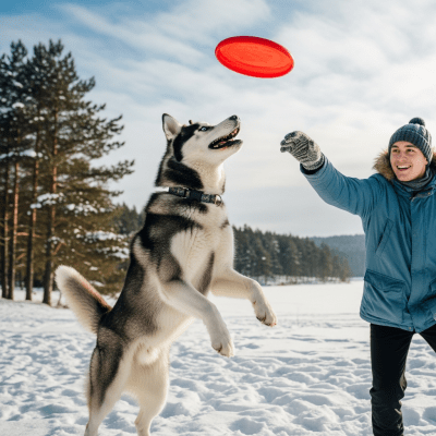 Image of a Siberian Husky interacting with humans in a typical cultural or domestic setting