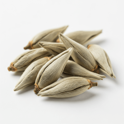 High quality photograph of a Silver Needle, of the taxonomy teas