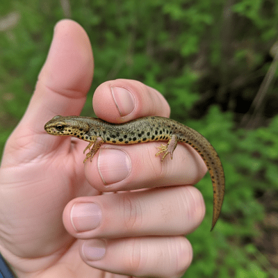 Photograph showing a Smooth Newt in interaction with humans or within a cultural context, such as being observed by scientists or featured in educational settings