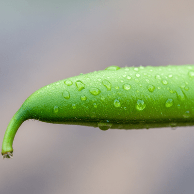 A close-up macro shot of Snap Bean (beans) showing its texture, surface details, and natural colors