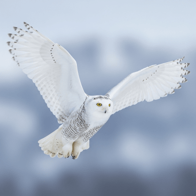 Action shot of a Snowy Owl (birds) in flight