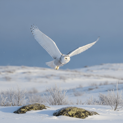 Photorealistic image of a Snowy Owl (birds) in its typical natural environment