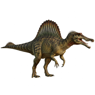 High quality studio photograph of a single Spinosaurus