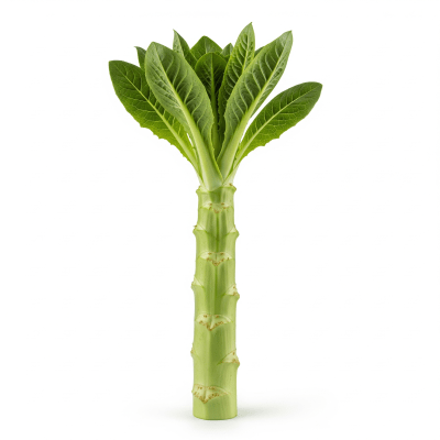 High resolution photograph of a single Stem Lettuce