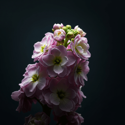 Editorial-style hero shot of a Stock from the taxonomy flowers.