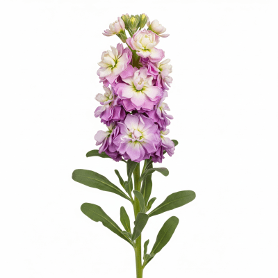 High quality studio photograph of a single Stock