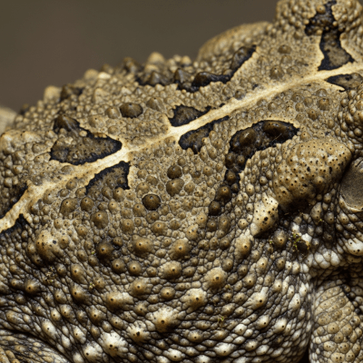 Macro close-up image of the skin texture or distinctive features of a single Surinam Toad, belonging to the taxonomy amphibians