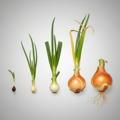 An image showing multiple stages of growth for a single type of Sweet onion (onions), from seedling to mature bulb