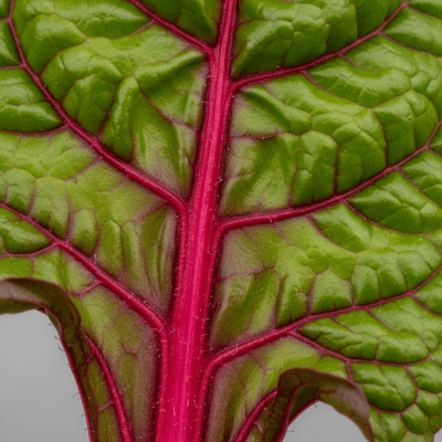 Close-up macro photograph of surface details and textures of a single Swiss Chard