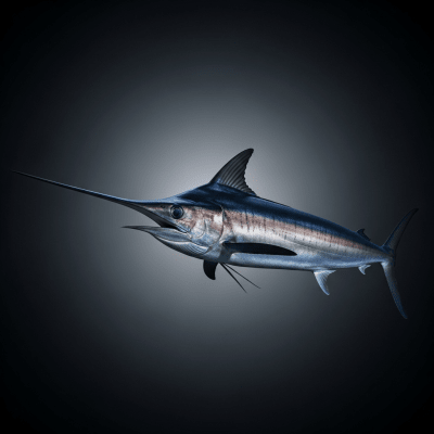 Swordfish