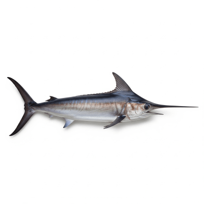 High-resolution studio photograph of a single Swordfish, belonging to the taxonomy fish
