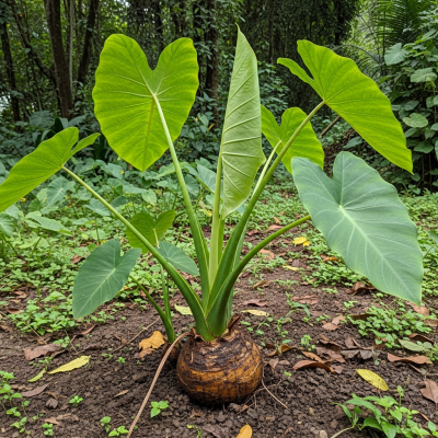 Naturalistic image of a Taro in its typical growing environment, as found in nature or a cultivated garden