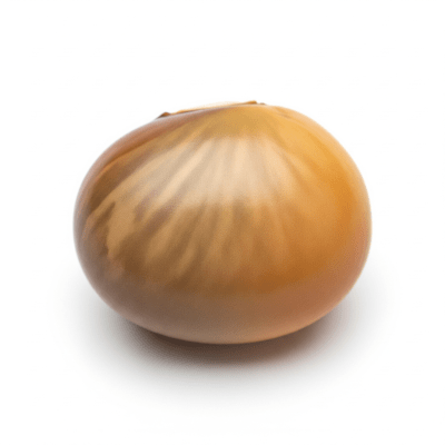 High quality studio photograph of a single Tarwi Bean