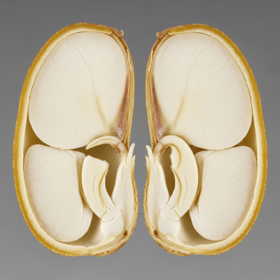 A cross-sectional view of a single Tarwi Bean (beans), sliced cleanly to reveal its internal structure and composition