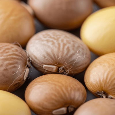 A close-up macro shot of Tarwi Bean (beans) showing its texture, surface details, and natural colors