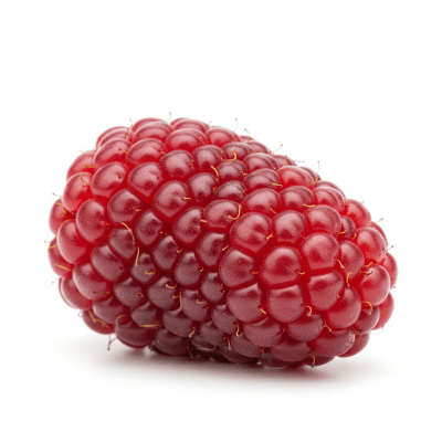High quality studio photograph of a single Tayberry, classified under the taxonomy berries