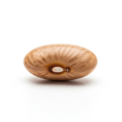 High quality studio photograph of a single Tepary Bean
