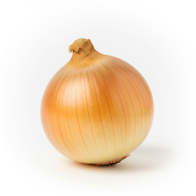 High quality photograph of a single Texas Sweet onion