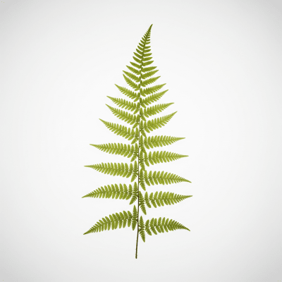 High quality, studio-style photograph of a single Thelypteris palustris