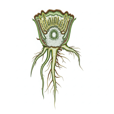 Cross-sectional illustration or photograph of a Thelypteris palustris, showing internal structure such as rhizome, roots, and vascular bundles