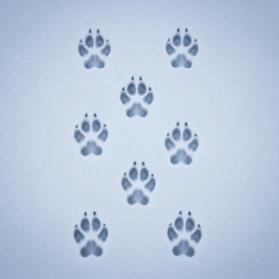 Image depicting tracks or footprints left by a Tibetan Fox, belonging to the taxonomy canines