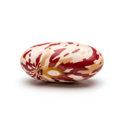 High quality studio photograph of a single Tongues of Fire Bean