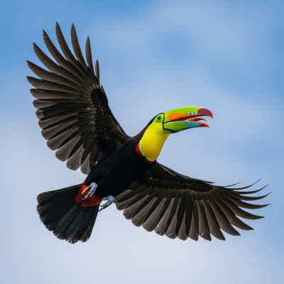 Action shot of a Toucan (birds) in flight