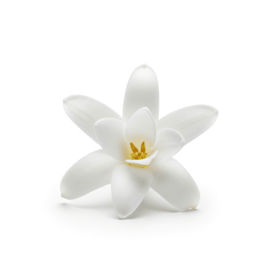 High quality studio photograph of a single Tuberose
