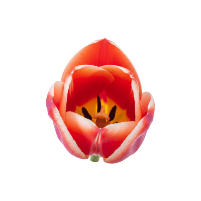 High quality studio photograph of a single Tulip