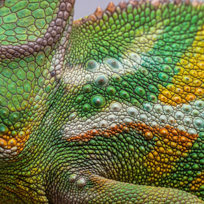A close-up macro photograph of the skin or scales of a Veiled Chameleon