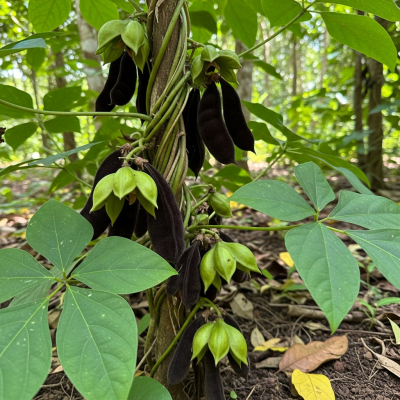 An image of Velvet Bean, belonging to the taxonomy beans, displayed in its natural environment—such as growing on a plant or vine, surrounded by leaves and soil