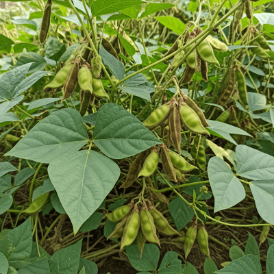 Photograph of the Velvet Bean (legumes) growing naturally on its plant in an outdoor agricultural or garden setting, showing leaves, pods, and surrounding soil or greenery