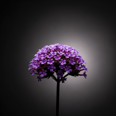 Editorial-style hero shot of a Verbena from the taxonomy flowers.