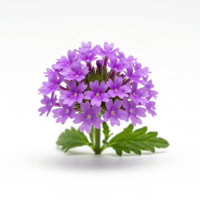 High quality studio photograph of a single Verbena
