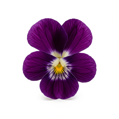 High quality studio photograph of a single Violet