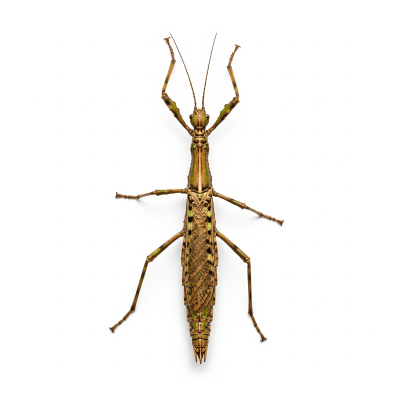 High quality studio photograph of a single Walking Stick, belonging to the taxonomy insects