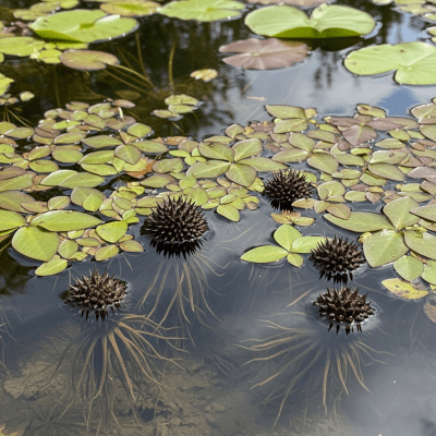 Photograph of a Water caltrop (nuts) in its natural environment, such as on the tree, bush, or ground where it grows