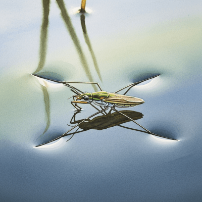 Artistic depiction of a single Water Strider, belonging to the taxonomy insects