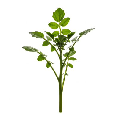High resolution studio photograph of a single Watercress