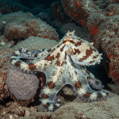 Illustration of a Webbed Octopus displaying camouflage behavior within its environment, blending into rocks, sand, or coral