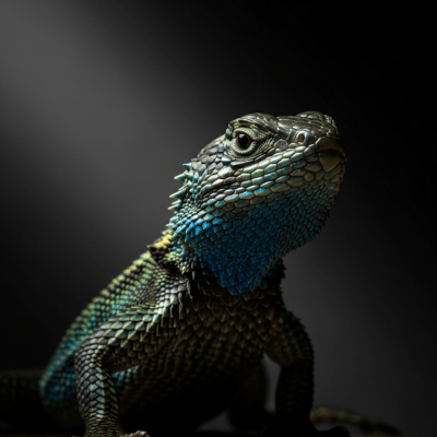 Western Fence Lizard