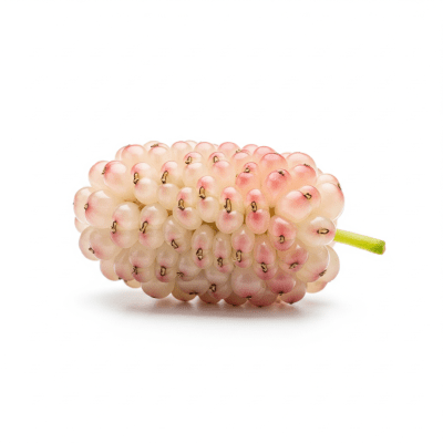 High quality studio photograph of a single White Mulberry, classified under the taxonomy berries