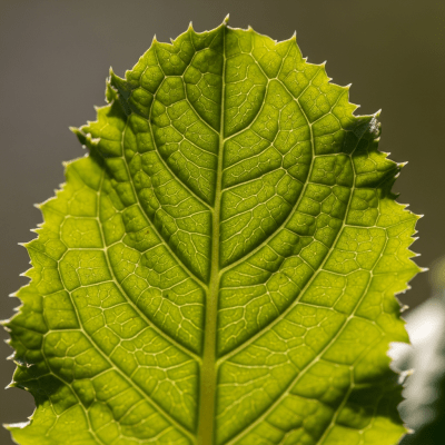 Macro shot capturing the texture and surface details of a leaf from Wild Lettuce, within taxonomy lettuce