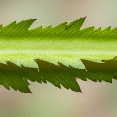 A close-up macro shot of Winged Bean (beans) showing its texture, surface details, and natural colors