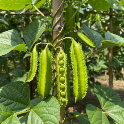 Photograph of the Winged Bean (legumes) growing naturally on its plant in an outdoor agricultural or garden setting, showing leaves, pods, and surrounding soil or greenery