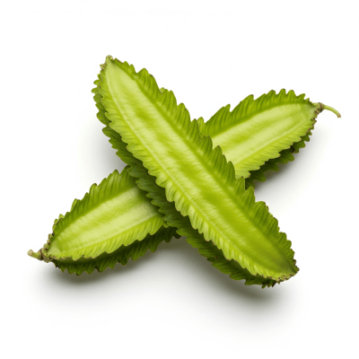 High resolution studio photograph of a single Winged Bean