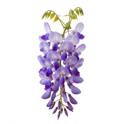 High quality studio photograph of a single Wisteria