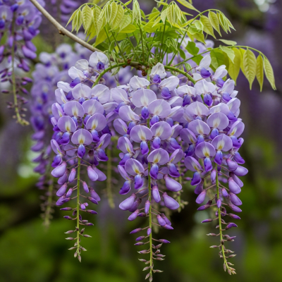 Photograph of a Wisteria (flowers) in its natural environment