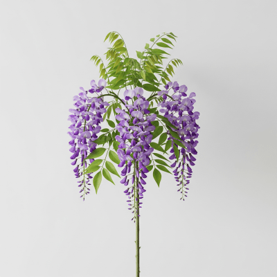 High resolution studio photograph of a single Wisteria