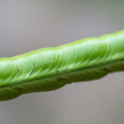 A close-up macro shot of Yardlong Bean (beans) showing its texture, surface details, and natural colors